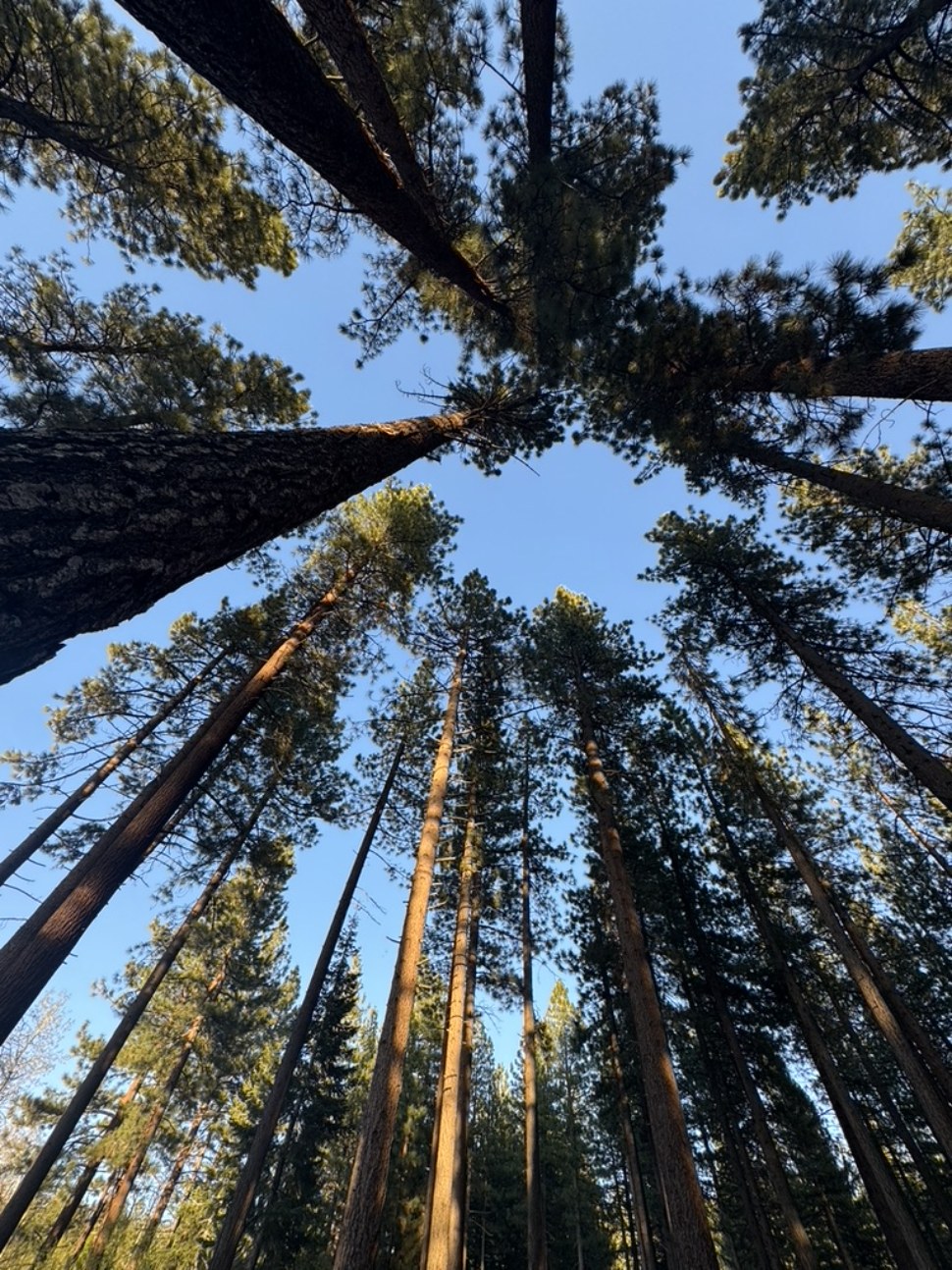 Looking up through a circle of tall pines to the sky